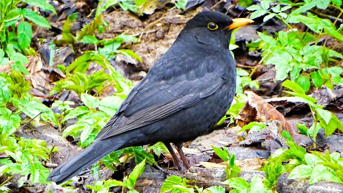 Чёрный дрозд. - Милешкин Владимир Алексеевич 