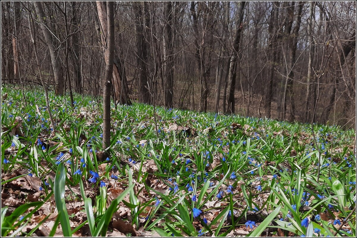 В весеннем лесу - Сеня Белгородский