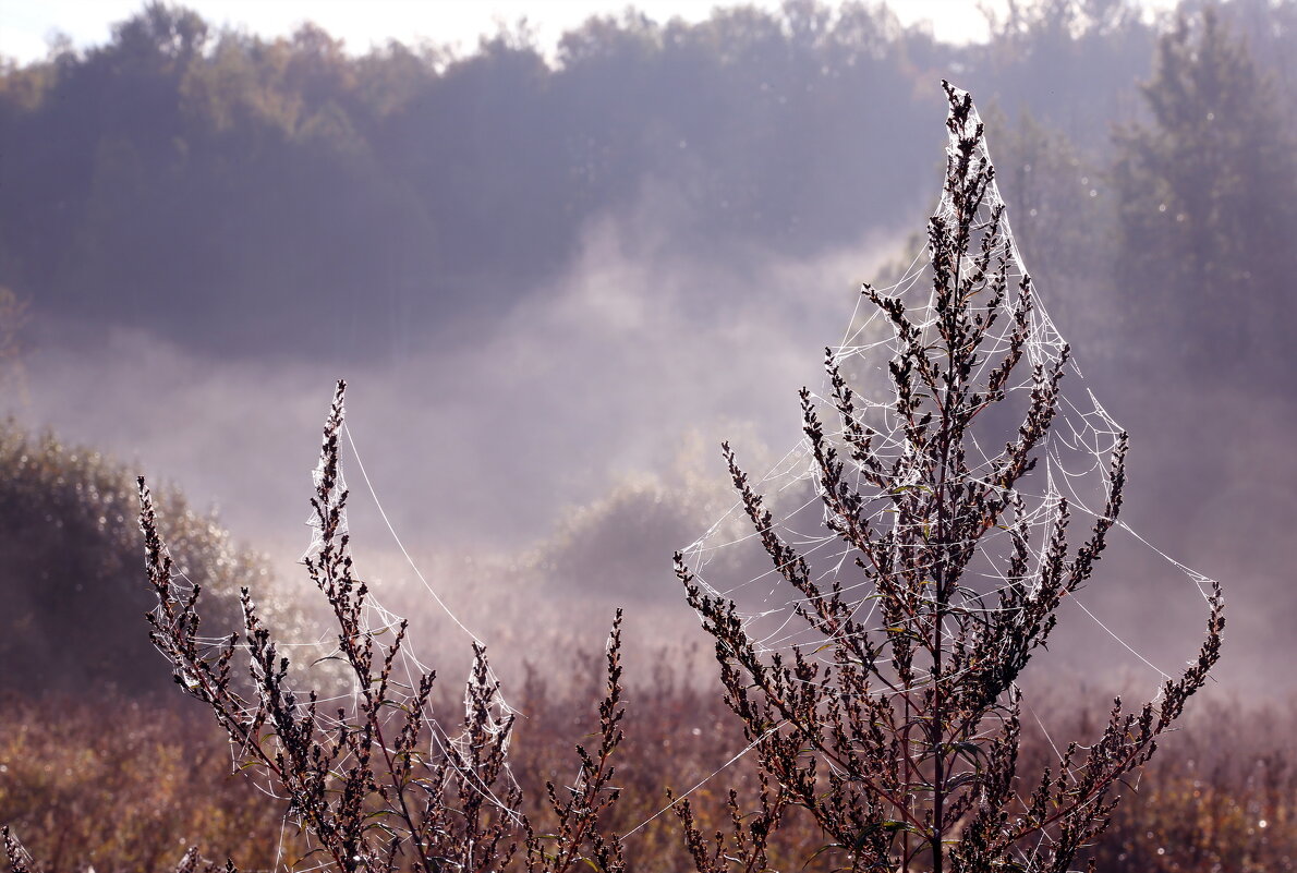 Царицыно 2 октября - Михаил Бибичков Царицыно 2 октября - Михаил Бибичков