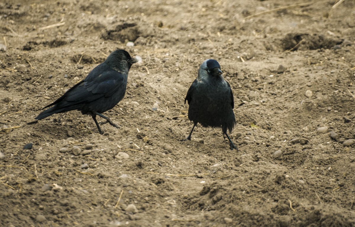 ГРАЧ - А где мая кушать - Владимир Максимов ГРАЧ - А где мая кушать - Владимир Максимов