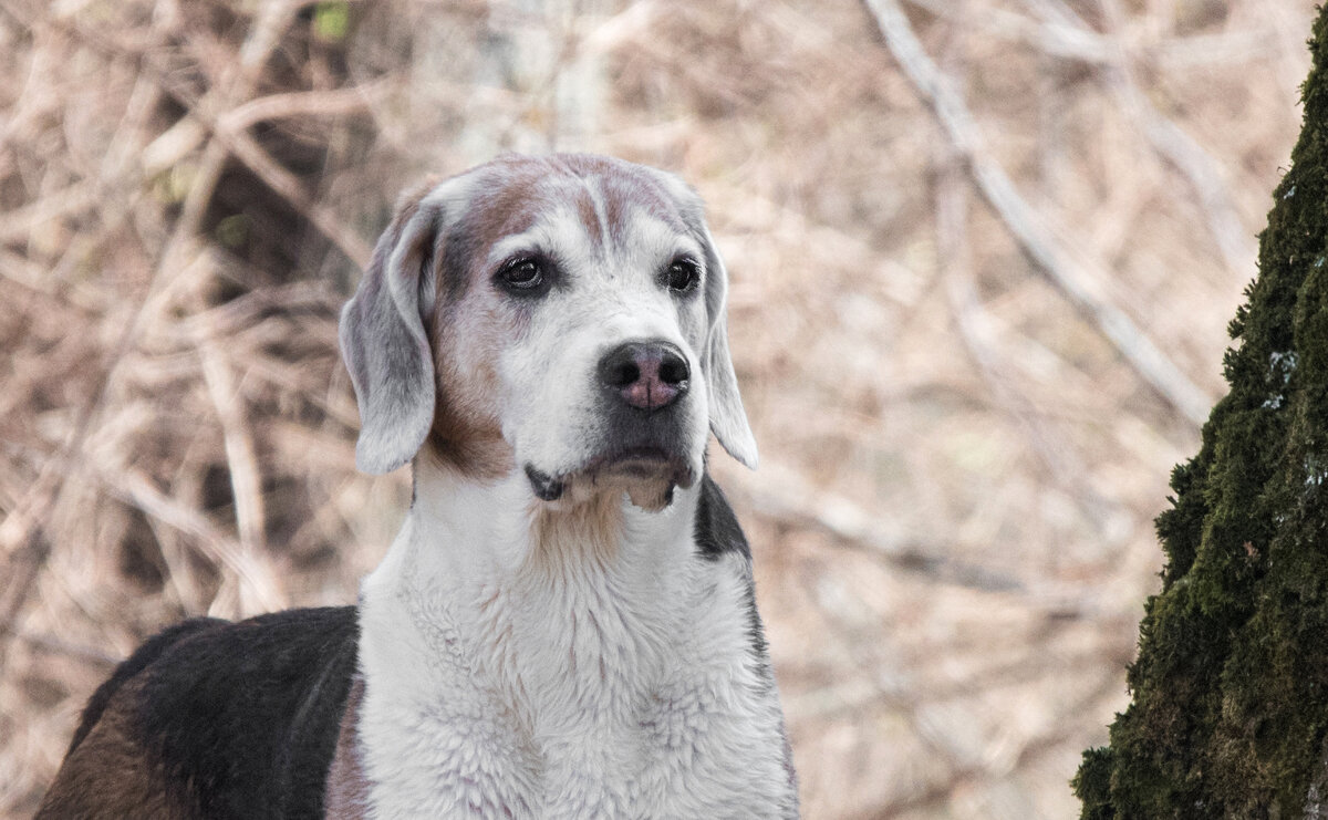 *** - Владимир Безбородов