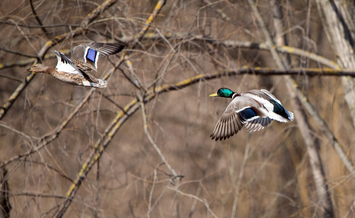 **** - Владимир Безбородов