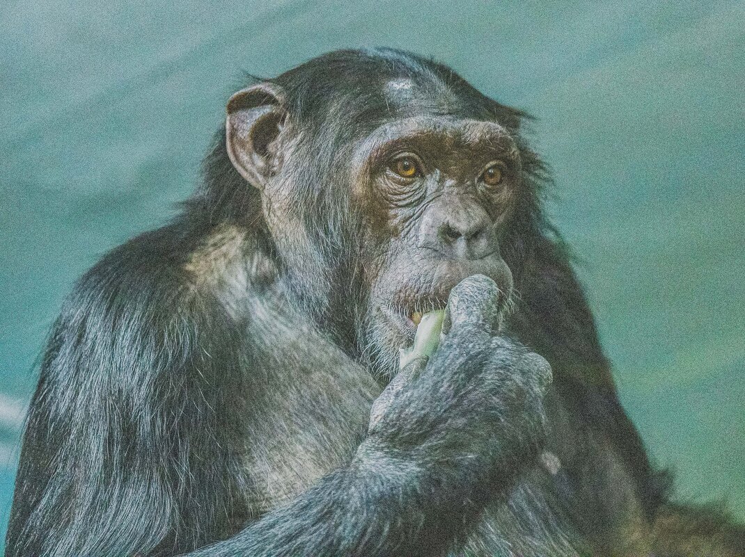 Шимпанзе ЛЮСЯ. - Аркадий Лаптенко