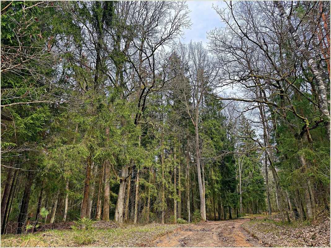 Апрельский лес. - Валерия Комова Апрельский лес. - Валерия Комова