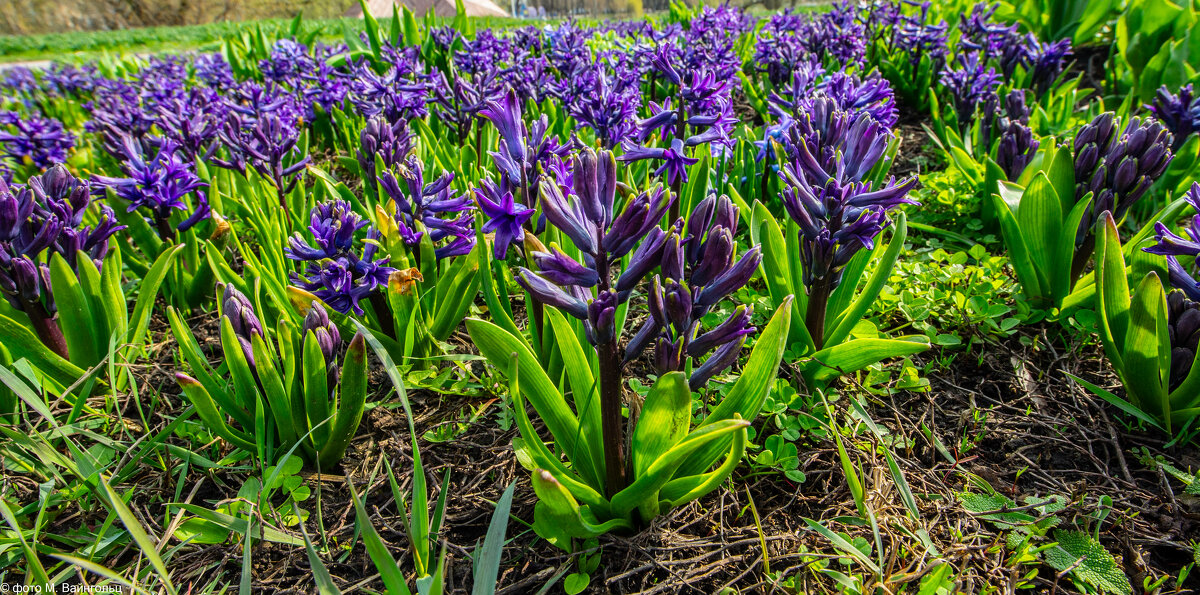 Весенний прифронтовой Белгород - Михаил Весенний прифронтовой Белгород - Михаил