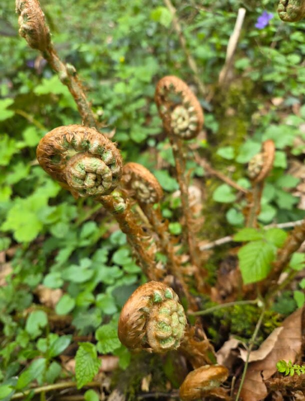 ОРЛЯК - Tata Wolf ОРЛЯК - Tata Wolf