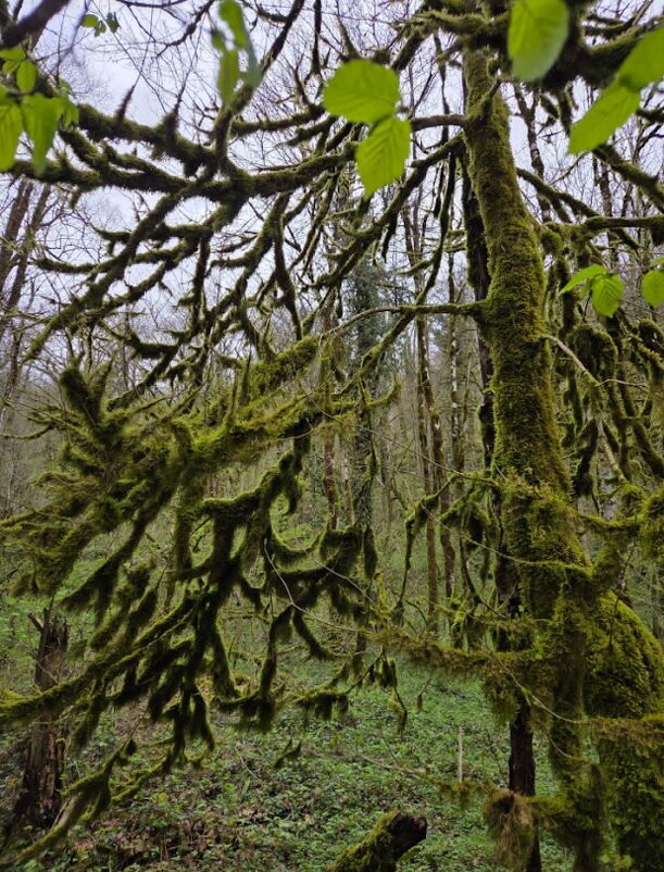 МОХОВЫЙ ЛЕС - Tata Wolf