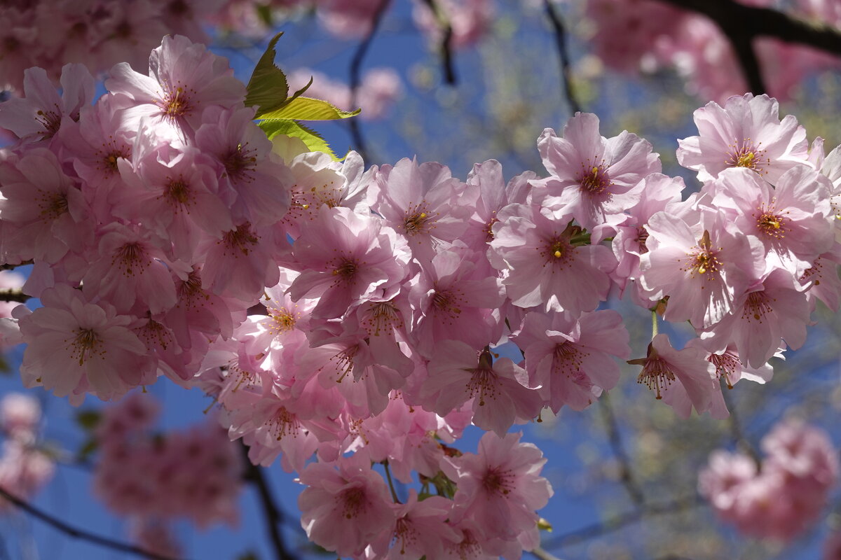 ...Сколько воспоминаний Вы разбудили в душе моей, О вишни старого сада! Мацуо Басё - Галина ...Сколько воспоминаний Вы разбудили в душе моей, О вишни старого сада! Мацуо Басё - Галина