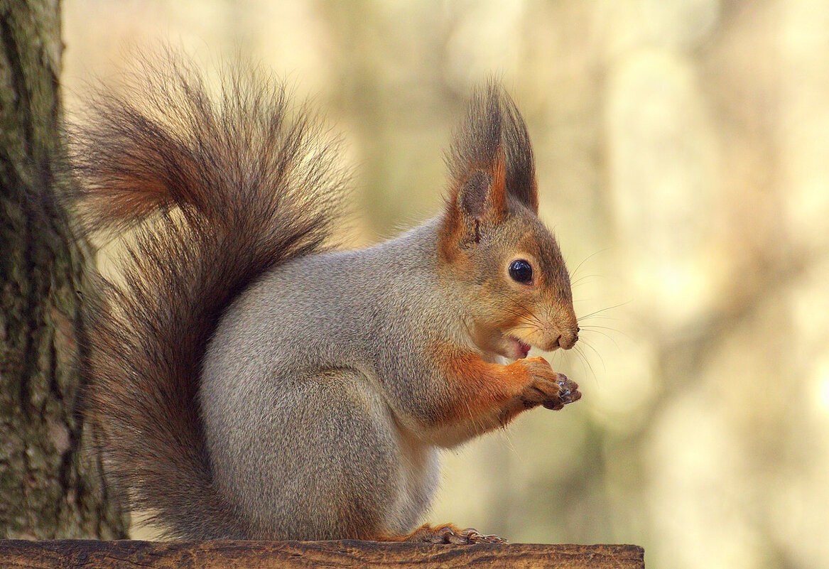 ... - Вячеслав Минаев ... - Вячеслав Минаев