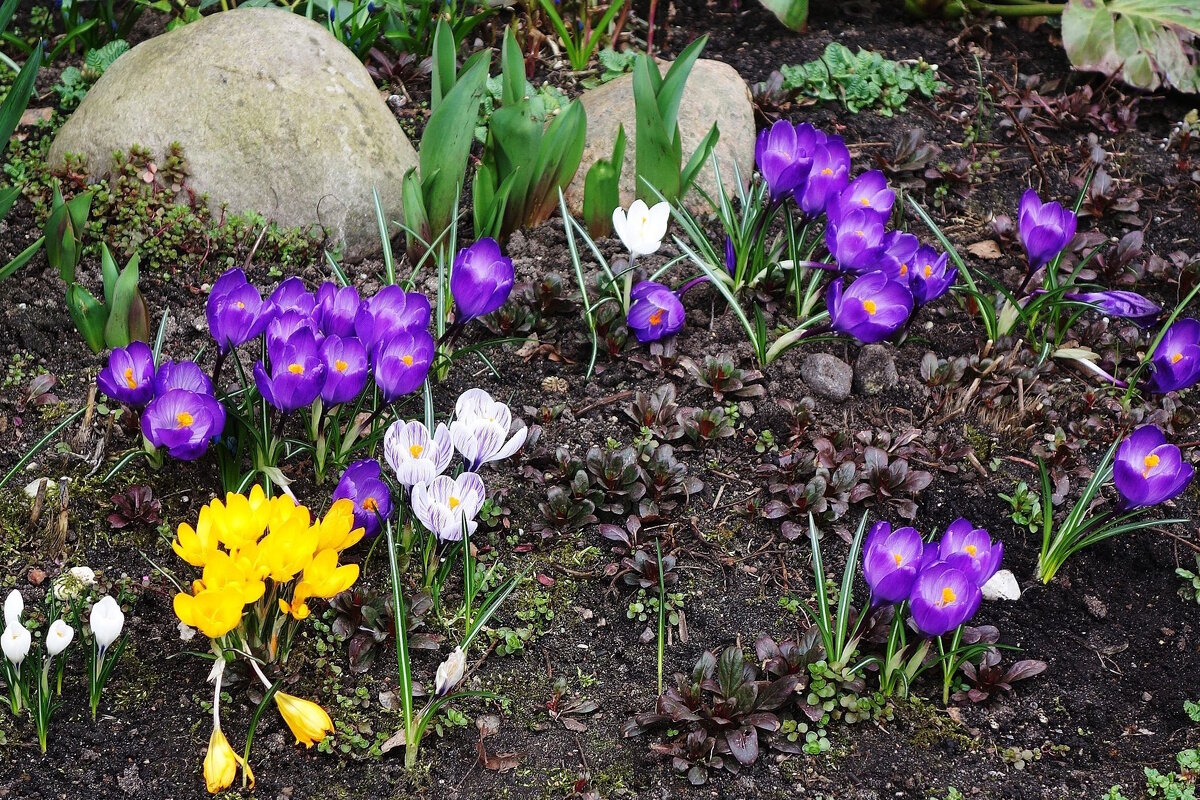 Крокусы - Рита Симонова Крокусы - Рита Симонова