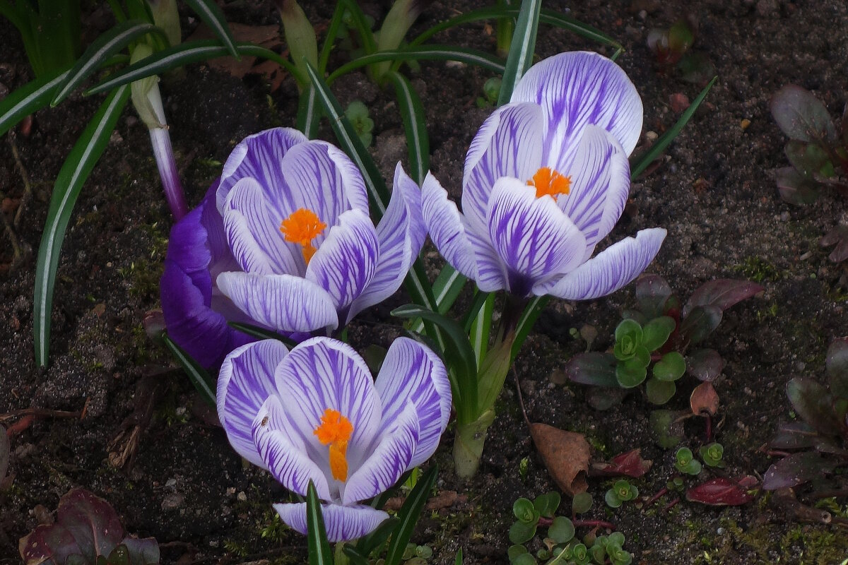 Крокусы - Рита Симонова