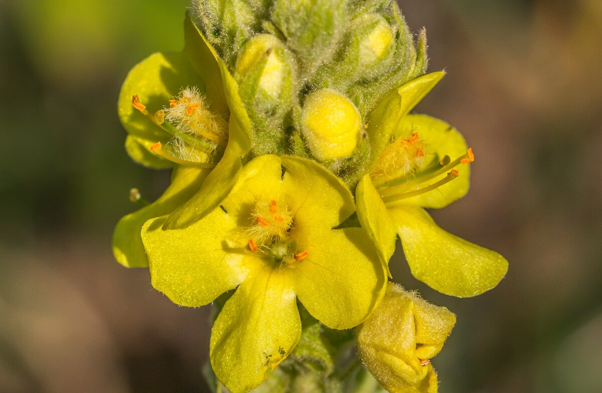 Краски лета. Коровяк обыкновенный. - Алексей Трухин Краски лета. Коровяк обыкновенный. - Алексей Трухин