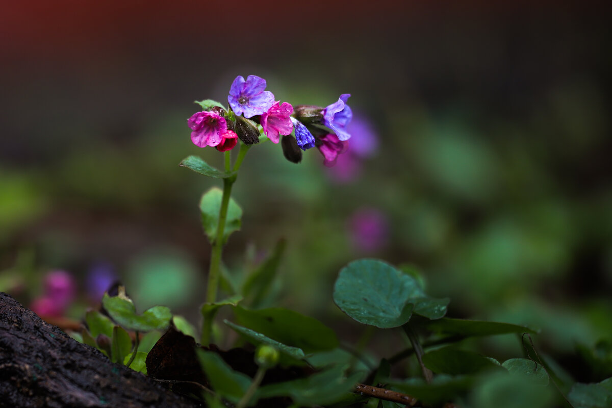 Медуница - Игорь Шевченко Медуница - Игорь Шевченко