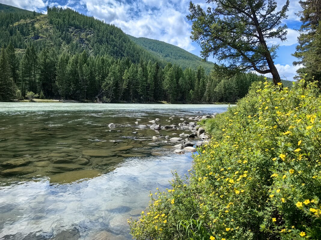 Курильский чай на берегу - Галина Козлова 