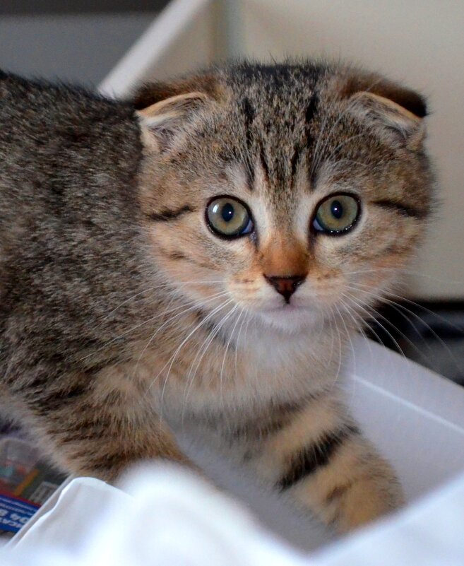 Мурзик - Savayr 