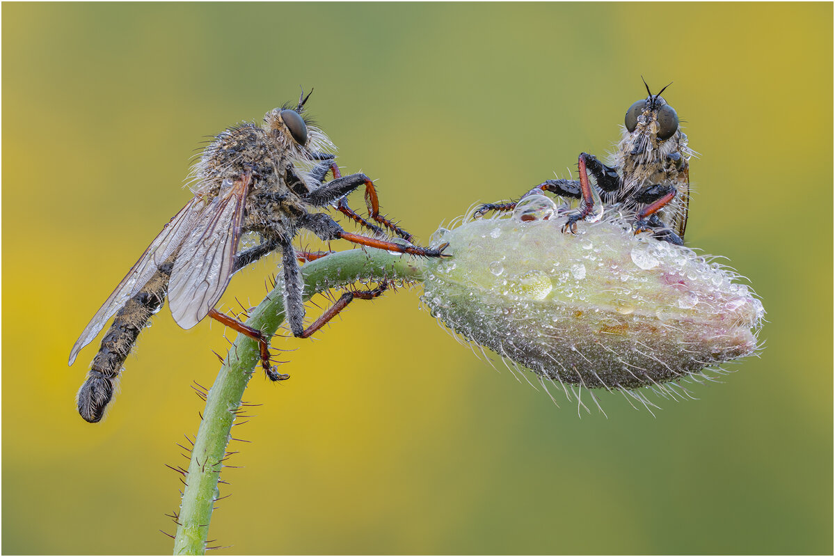 Ктырь.Robber Fly - Александр Григорьев