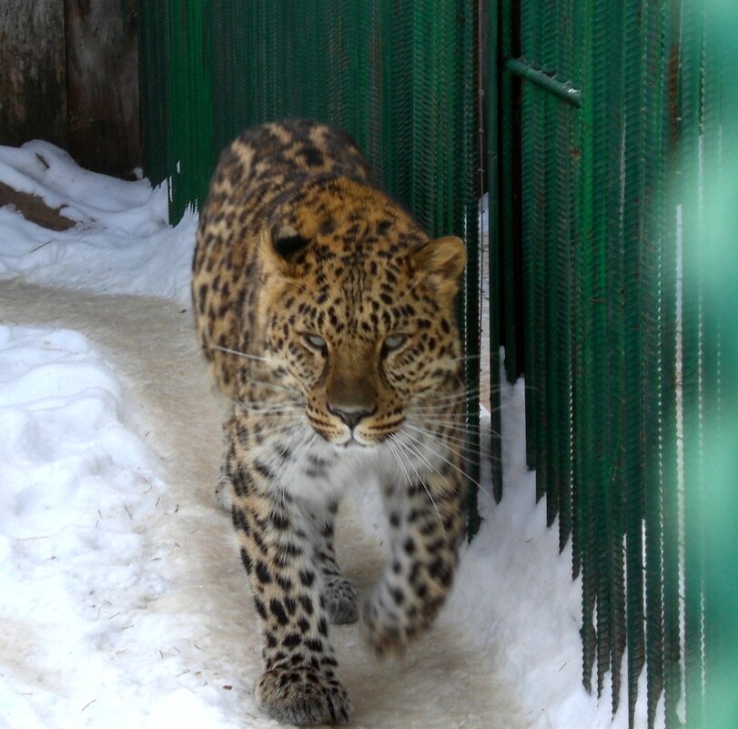 Большереченский зоопарк - Savayr Большереченский зоопарк - Savayr