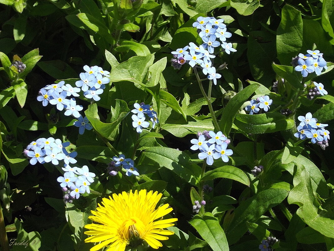 Незабудки - Freddy 97 Незабудки - Freddy 97