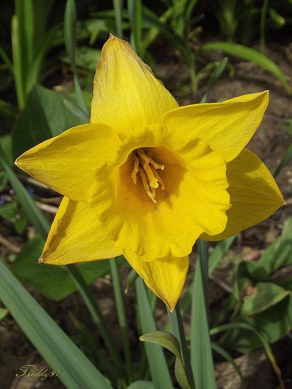 Нарцисс - Freddy 97