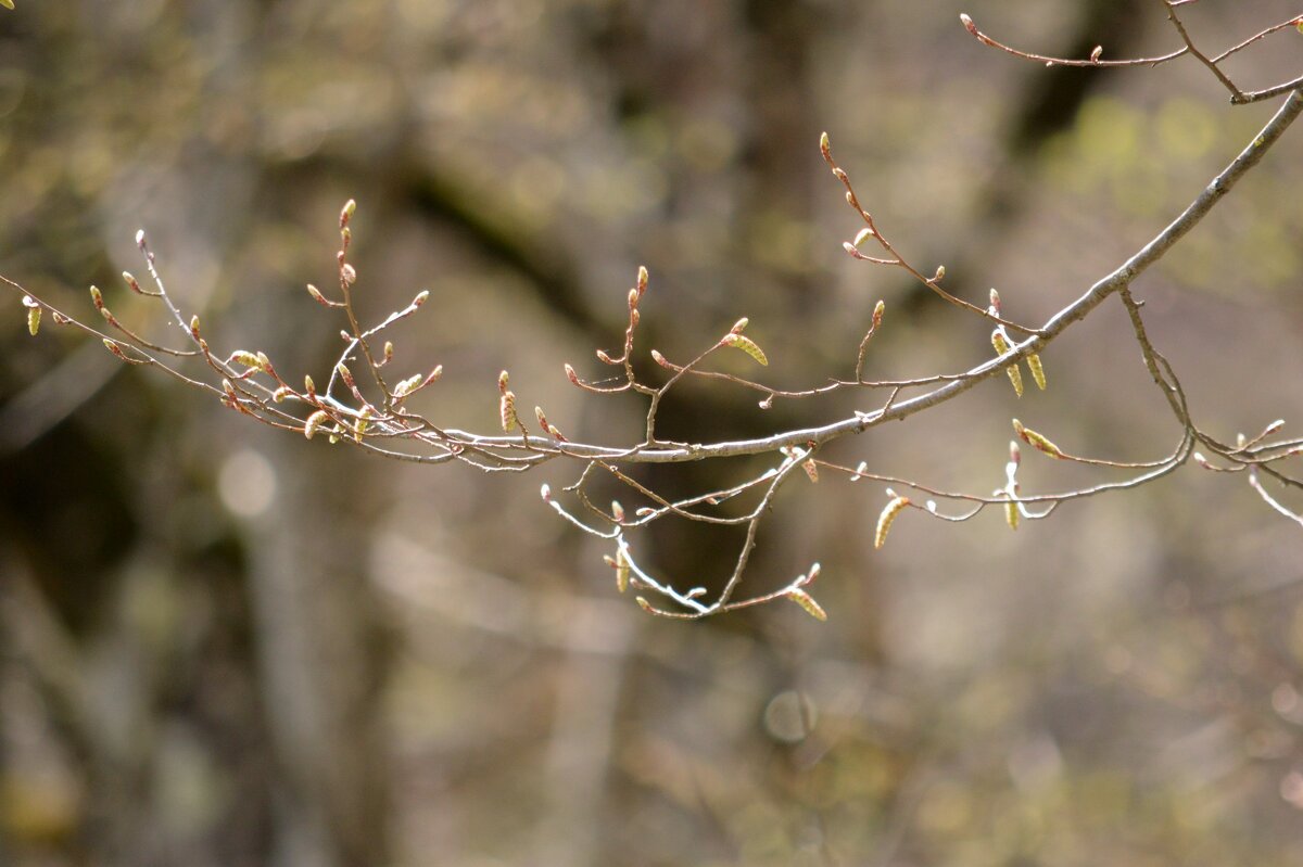 Начало весны - Юрий Спасовский
