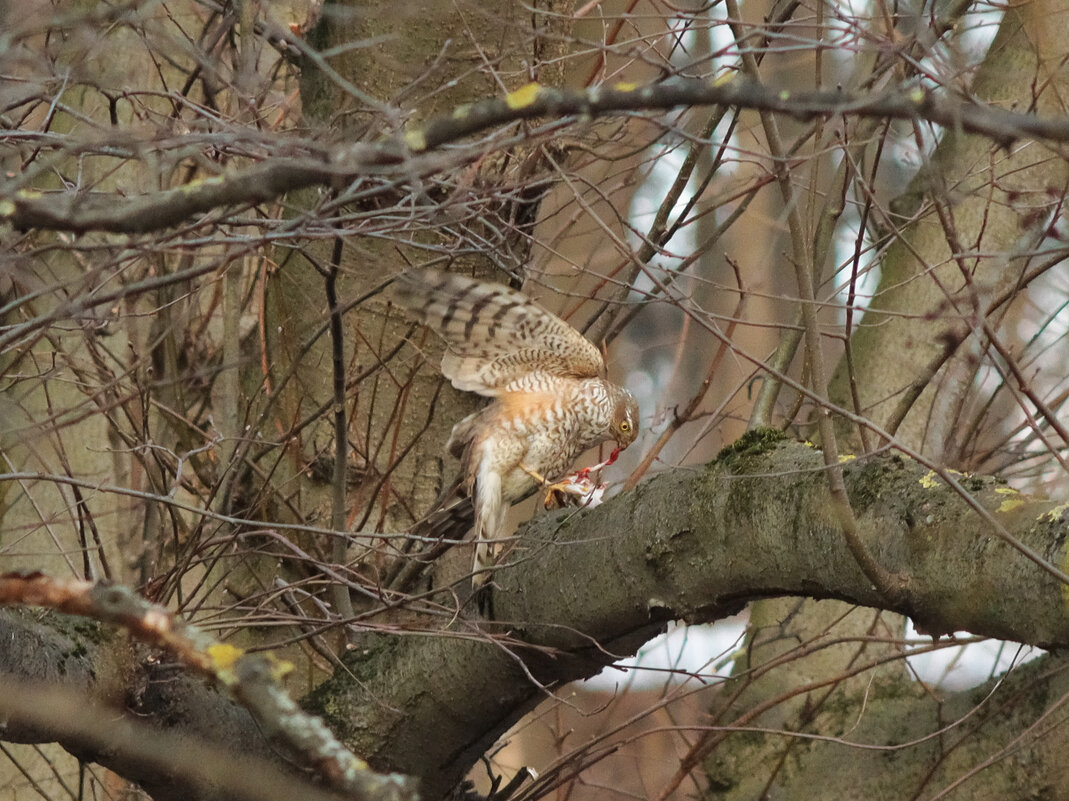 *** - Leon Bergman *** - Leon Bergman