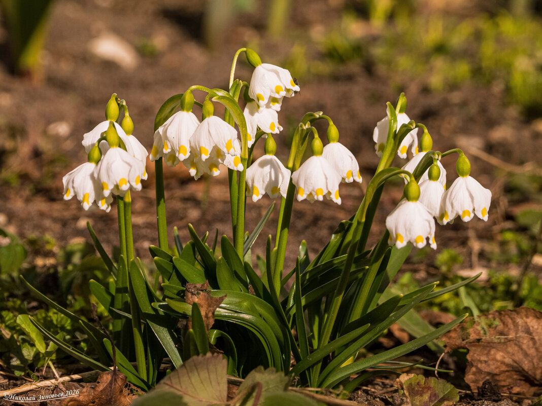 Ухта. Крутинка белоцветников на освобожденной от снега земле - Николай Зиновьев Ухта. Крутинка белоцветников на освобожденной от снега земле - Николай Зиновьев