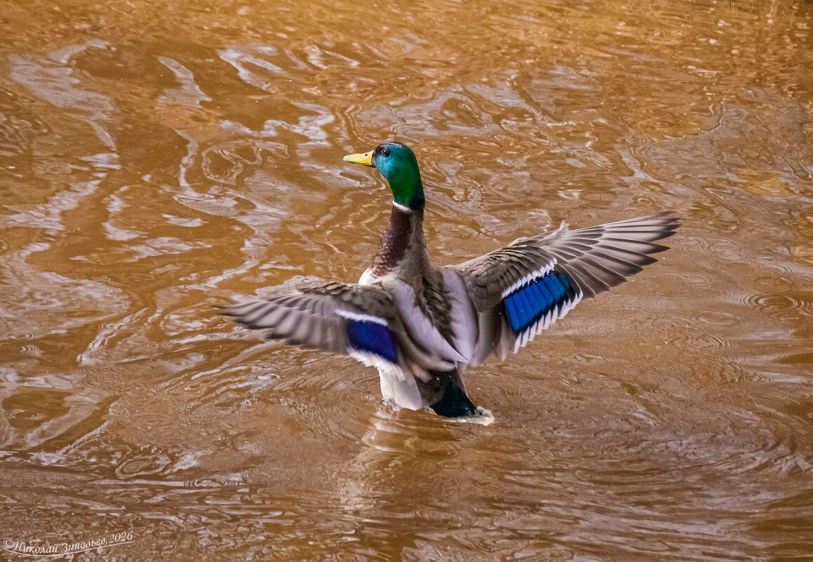Селезень показал свое красивое оперение. Ухта, парк КиО, река Чибъю - Николай Зиновьев Селезень показал свое красивое оперение. Ухта, парк КиО, река Чибъю - Николай Зиновьев