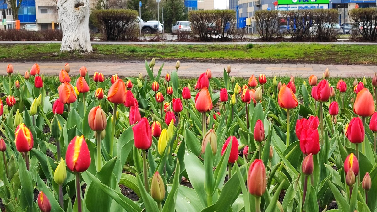 ,,, - Сергей Тимоновский