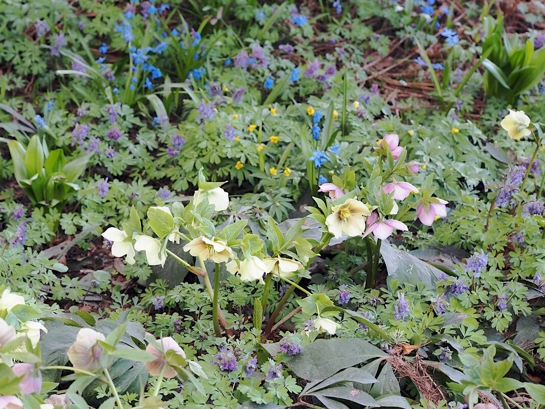 Морозник - Мария К. Морозник - Мария К.