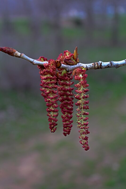 Сережки - Tina Kott