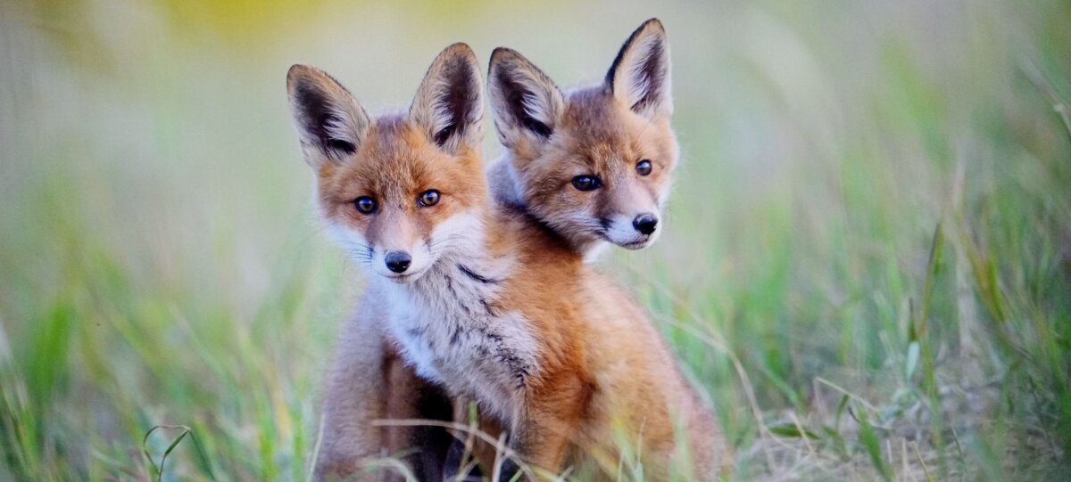 БРАТИШКИ... :) - Валерий Кокорев