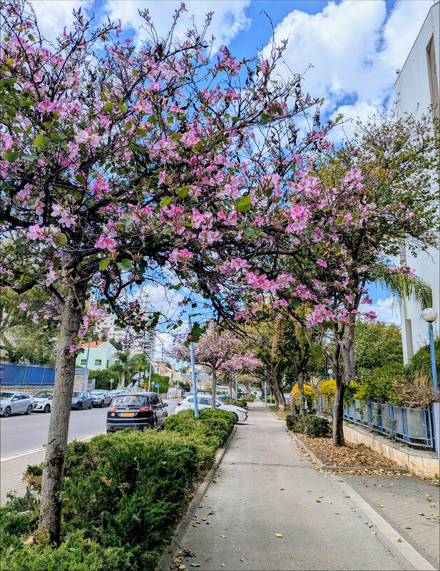 Весна в нашем городе - Валерий Готлиб
