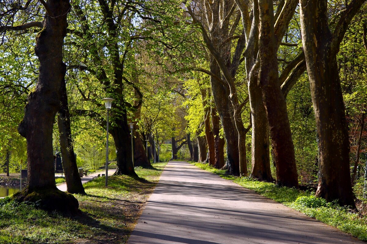 Аллея в апрель - Юрий. Шмаков Аллея в апрель - Юрий. Шмаков