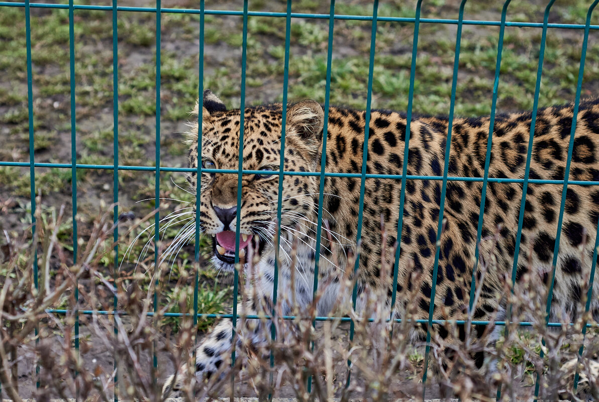 леопард - Александр Леонов
