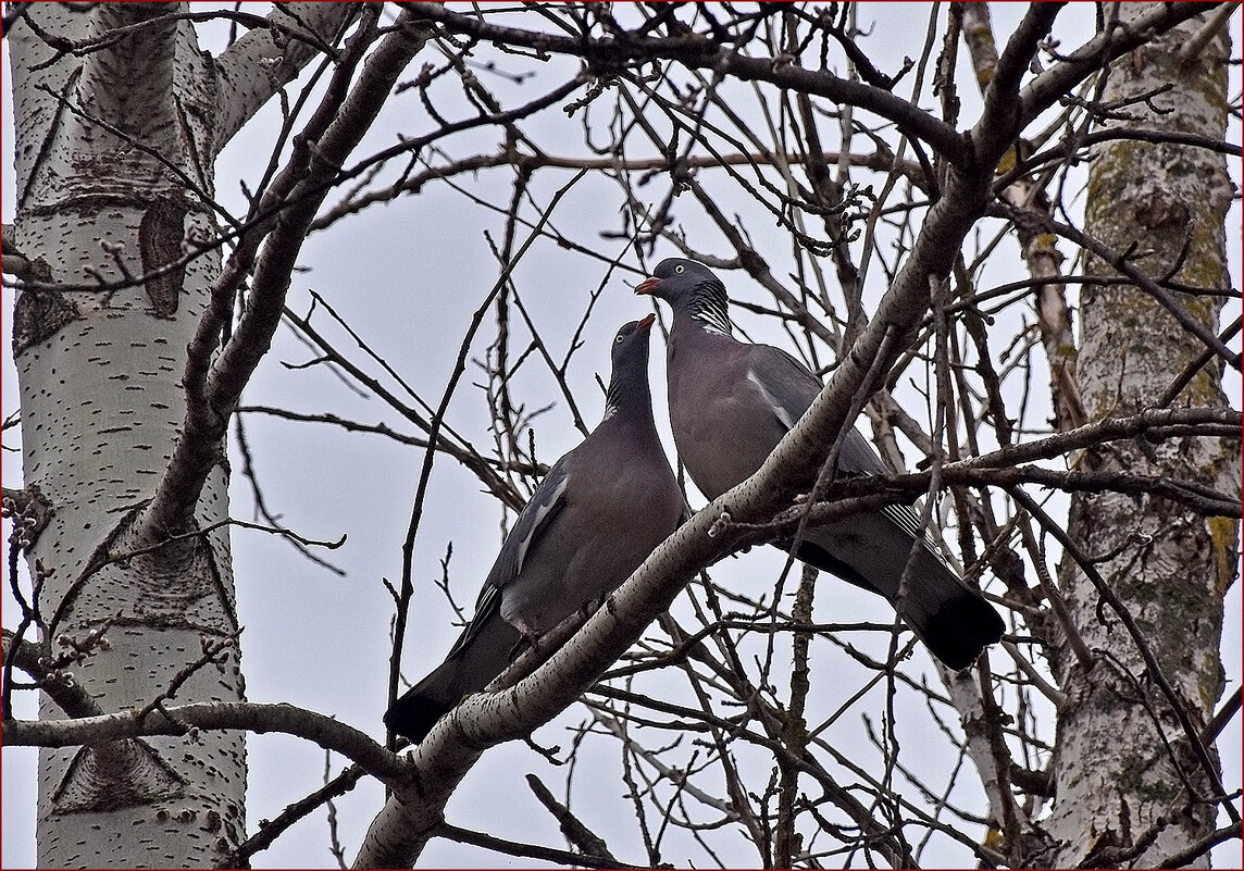 Любовь и... дикие голуби! - Валентина Нефёдова Любовь и... дикие голуби! - Валентина Нефёдова