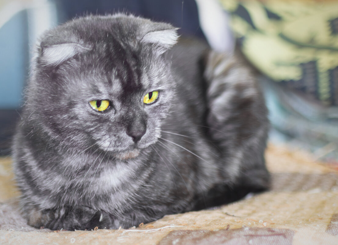 *** - Игорь Протасов