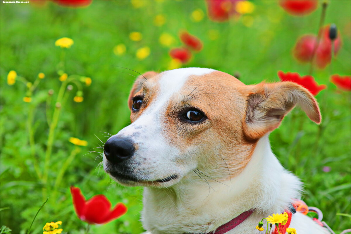 собака на прогулке 2026 - Владислав Воровский собака на прогулке 2026 - Владислав Воровский