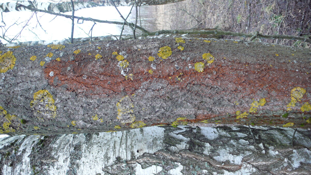 Разноцветие лишайников. - Михаил Елочкин Разноцветие лишайников. - Михаил Елочкин