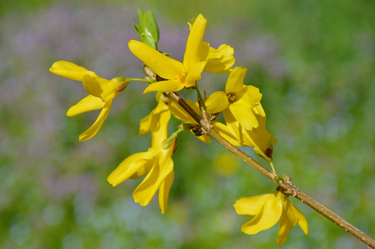 Форзиция - Надежда Куркина Форзиция - Надежда Куркина