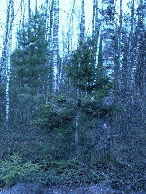 В лесу. - Михаил Елочкин