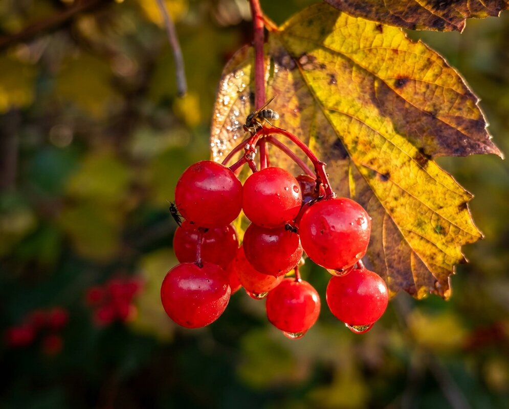Осенняя калина - Лилия 