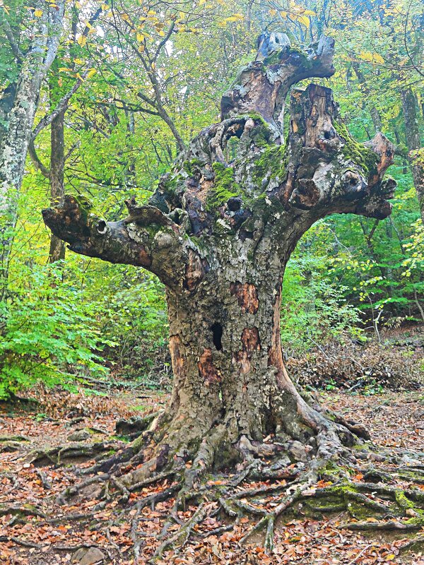 Вдоль экотропы к водопаду Джур-Джур - Виктор Мухин