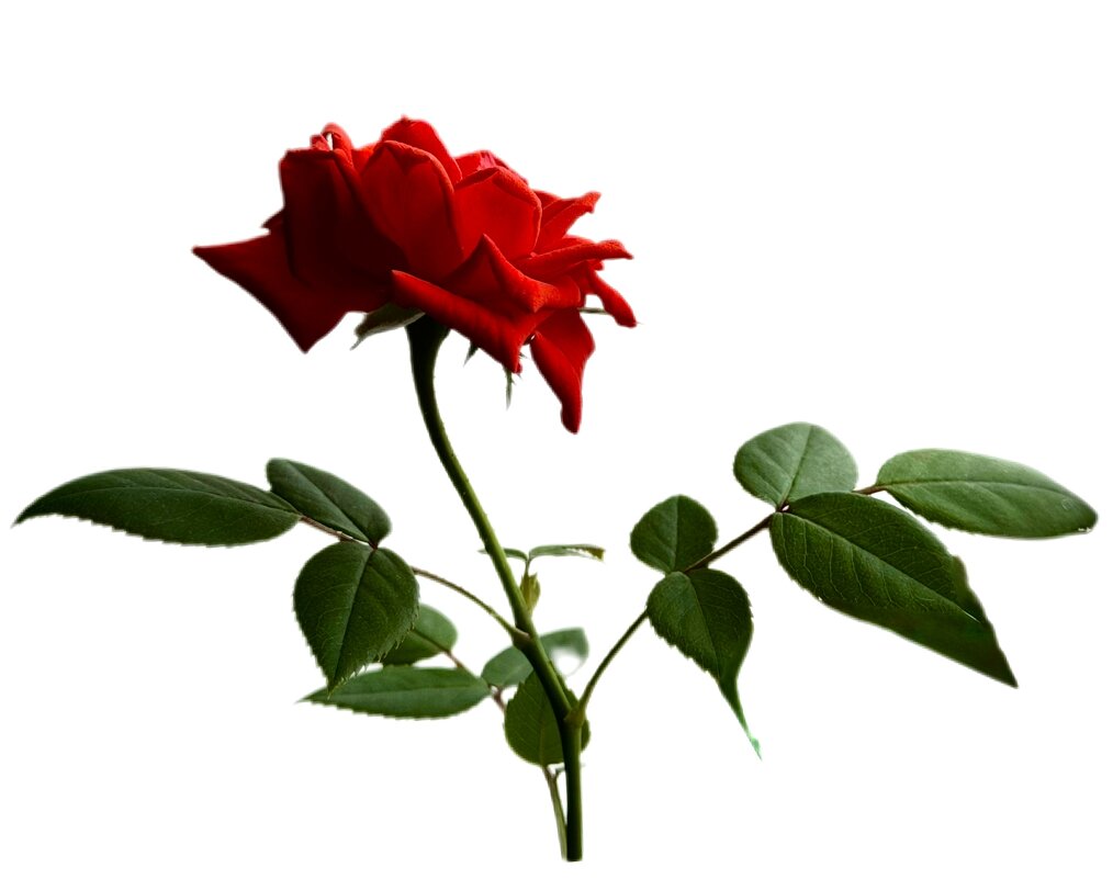 Роза на окне.. - Любовь 