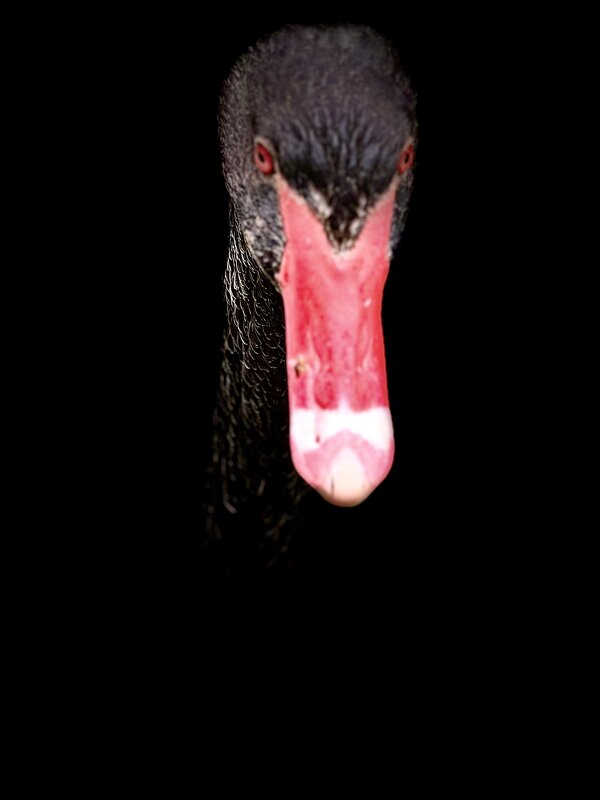 Гуси-лебеди: портрет - Pippa Гуси-лебеди: портрет - Pippa