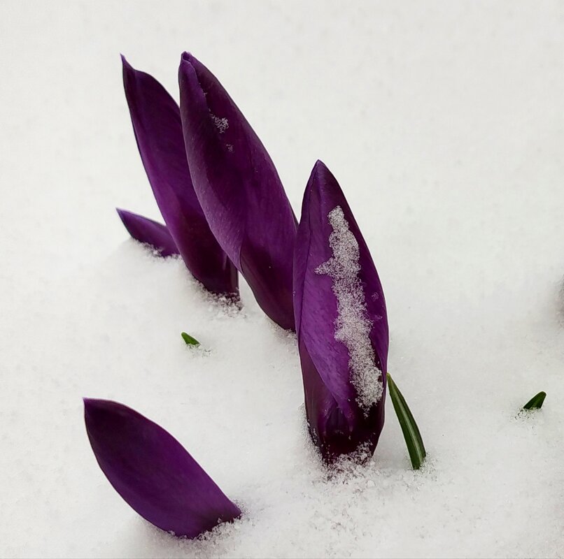 Крокусы под снегом - светлана льдокова