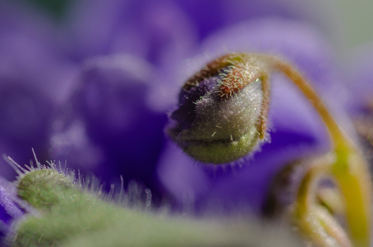 *** - Виктор Иванович Чернюк