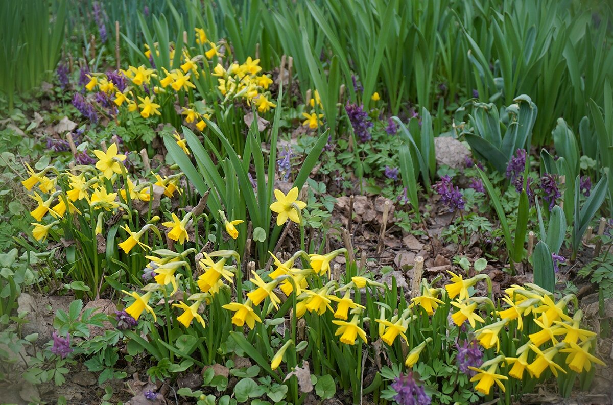Нарциссы в Аптекарском огороде - Ольга 