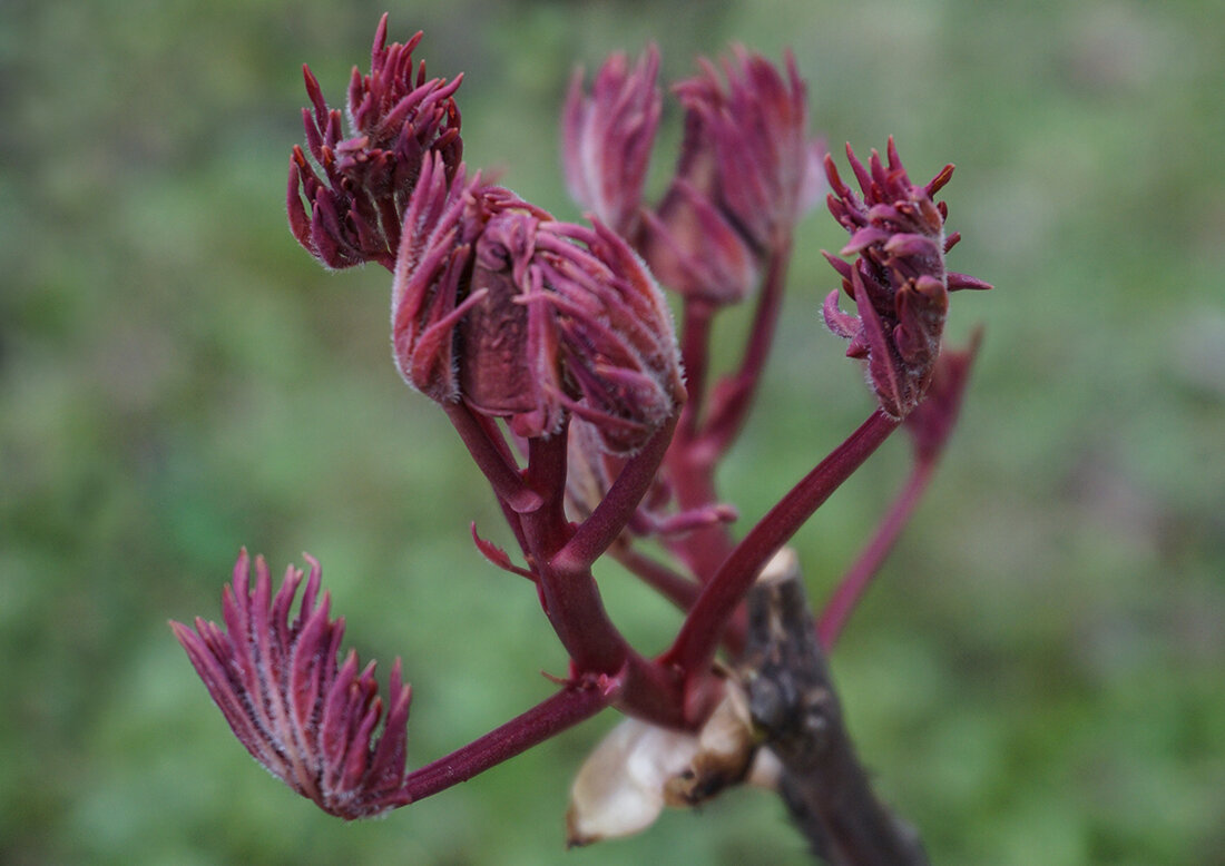 Пробуждение природы - Ольга Пробуждение природы - Ольга
