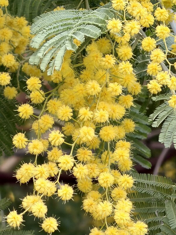 Мимоза - Pippa 