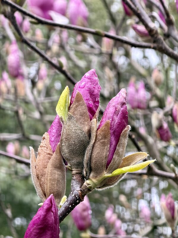 Магнолия - Pippa 